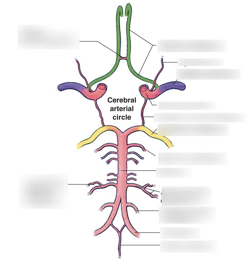 circle of willis schematic diagram