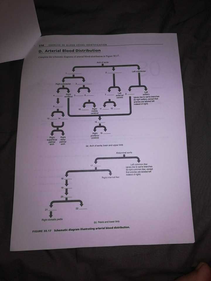 complete the schematic diagram of arterial blood distribution