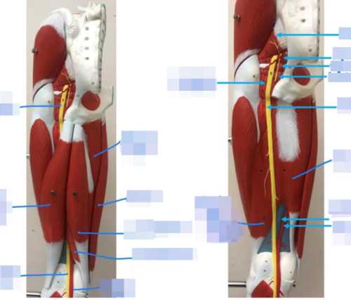 complete the schematic diagrams of arterial blood distribution