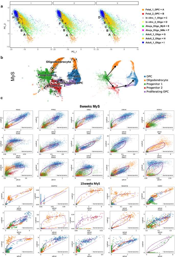 figure 1 32 schematic diagram formation of myelin oligodendrocyte