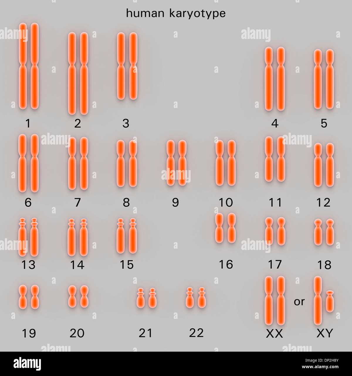 make a schematic diagram for the preparation of human karyotype