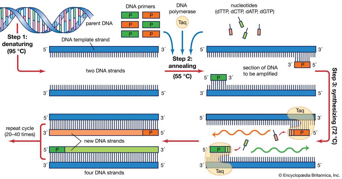 pcr schematic diagram