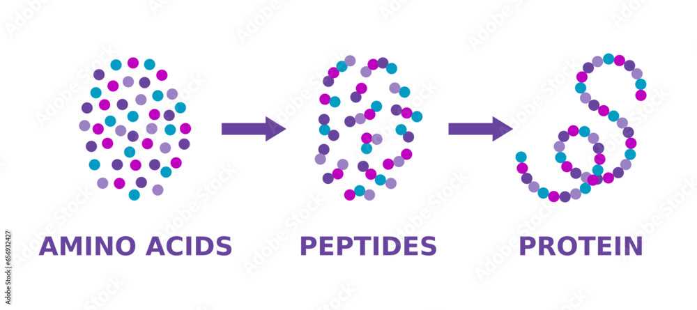 protein schematic diagram
