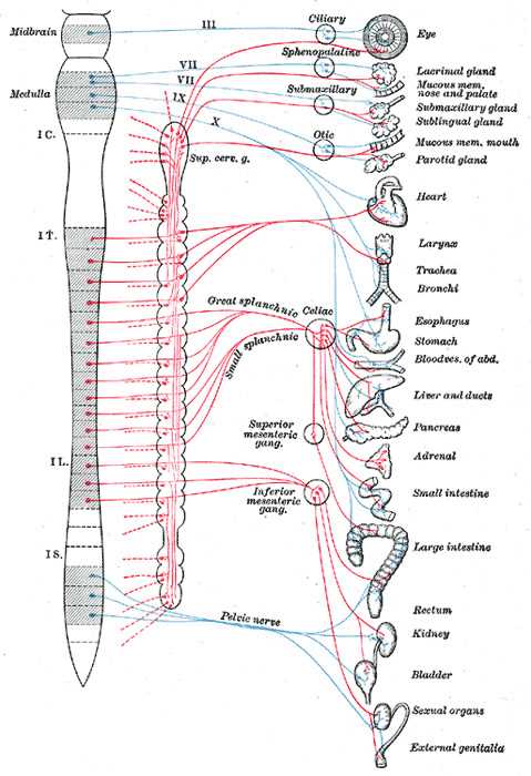 schematic diagram autonomic nervous system anatomy