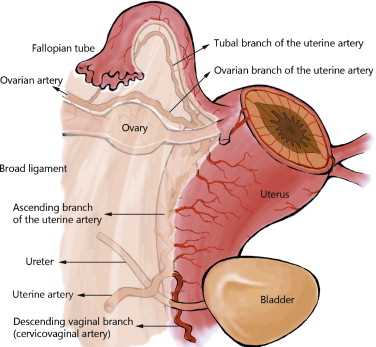 schematic diagram blood supply of reproductive