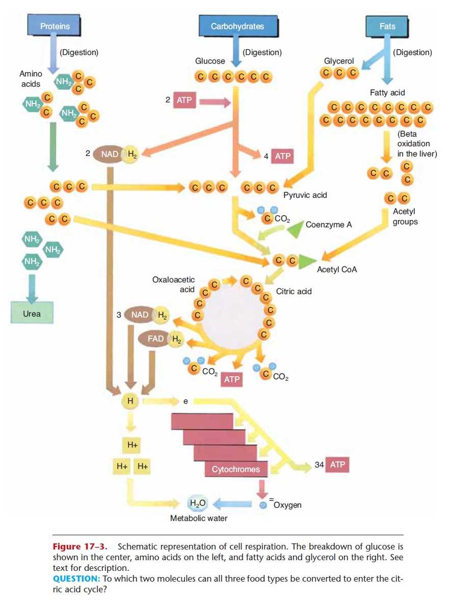 schematic diagram cellular respiration