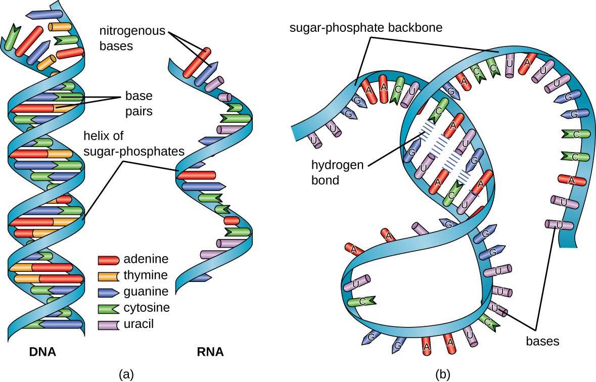 schematic diagram for the preparation of rna from yeast