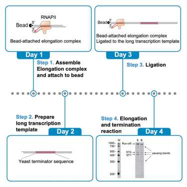 schematic diagram for the preparation of rna from yeast