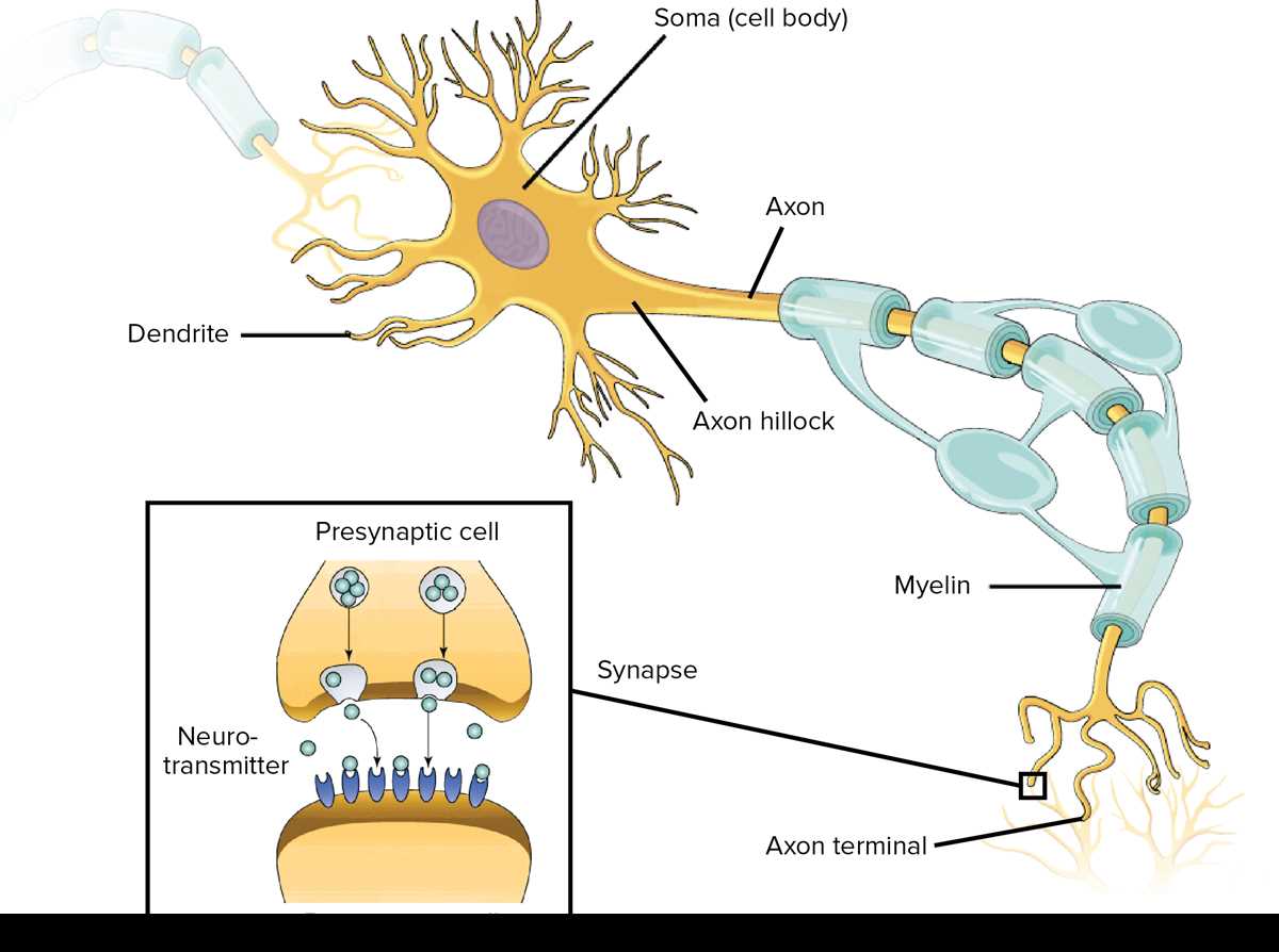 schematic diagram of a neuron