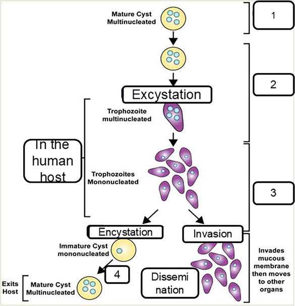 schematic diagram of entamoeba histolytica