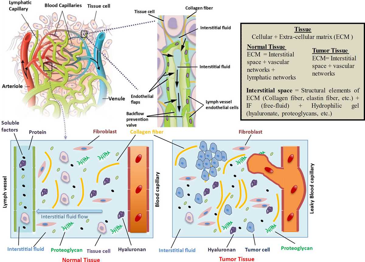 schematic diagram of formation of interstitial fluid and lymph