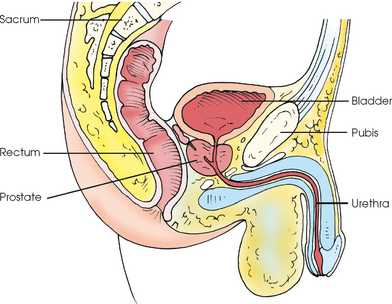 schematic diagram of male reproductive system