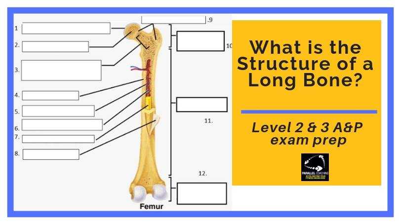 schematic diagram of mature long bone