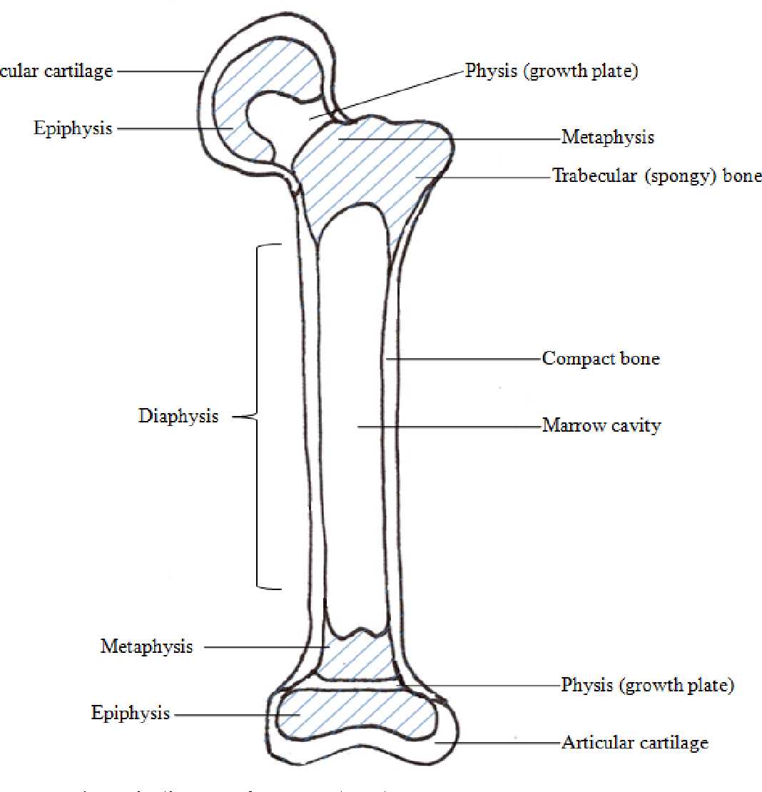 schematic diagram of mature long bone