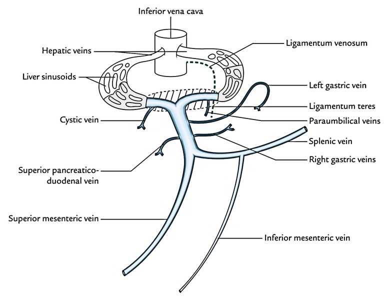 schematic diagram of portal venous drainage