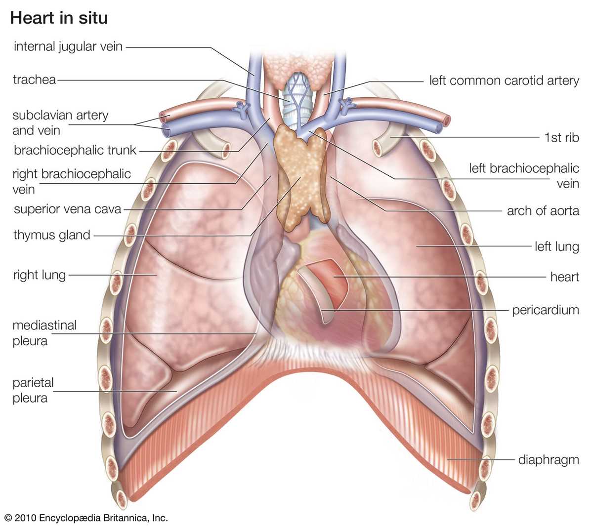 schematic diagram of pulmonary circulation