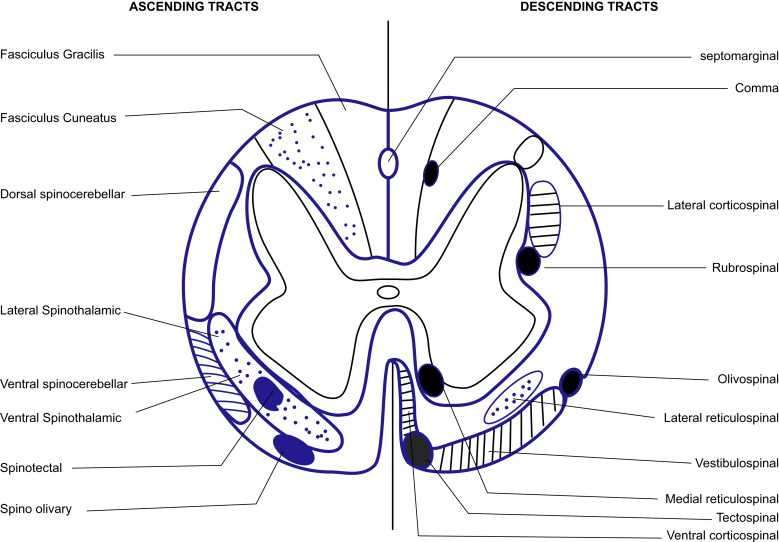 schematic diagram of spinal cord