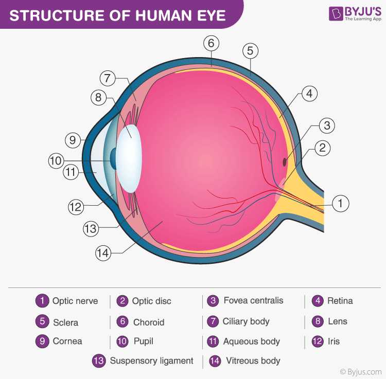 schematic diagram of the structure of the human eye