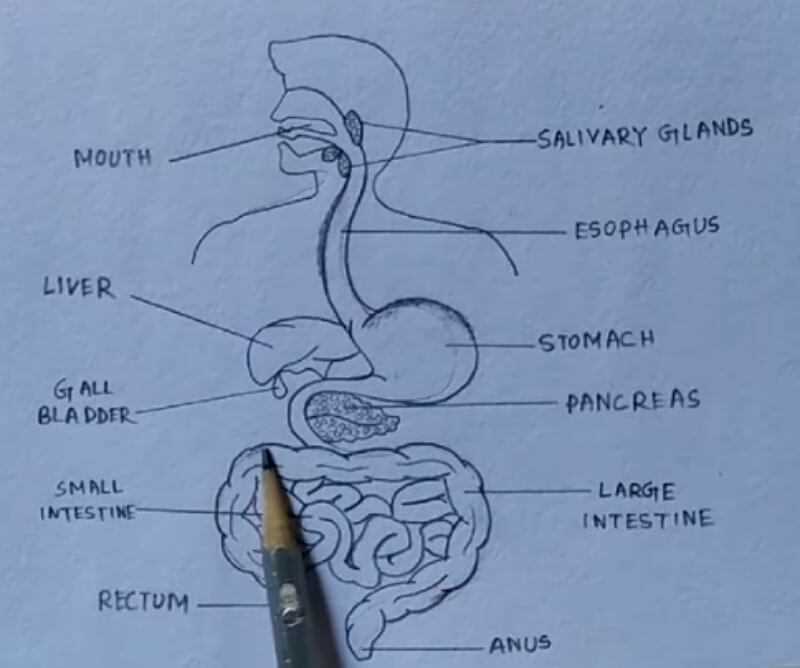 schematic diagram ofdigestive system