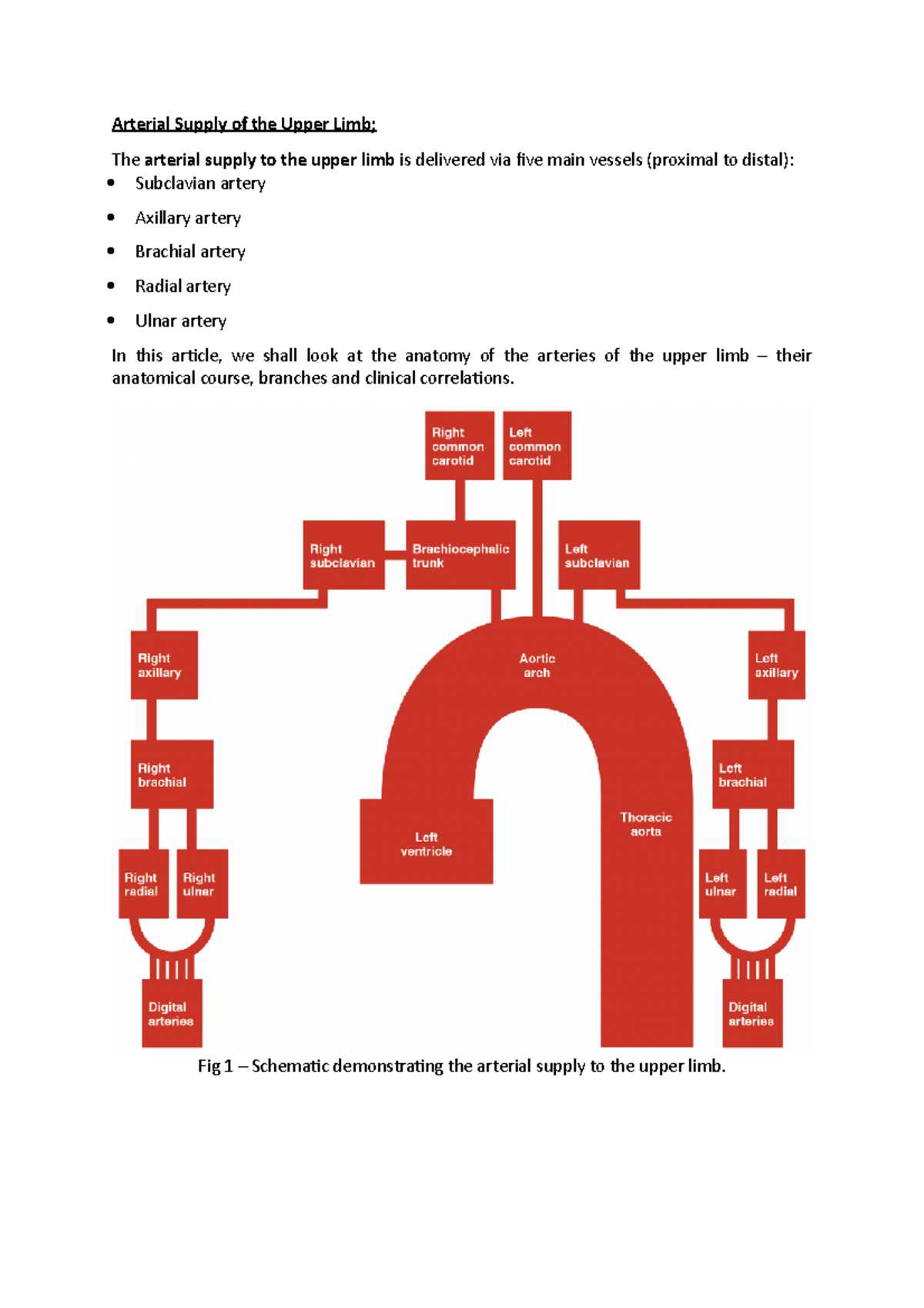 schematic diagram upper extremity blood supply