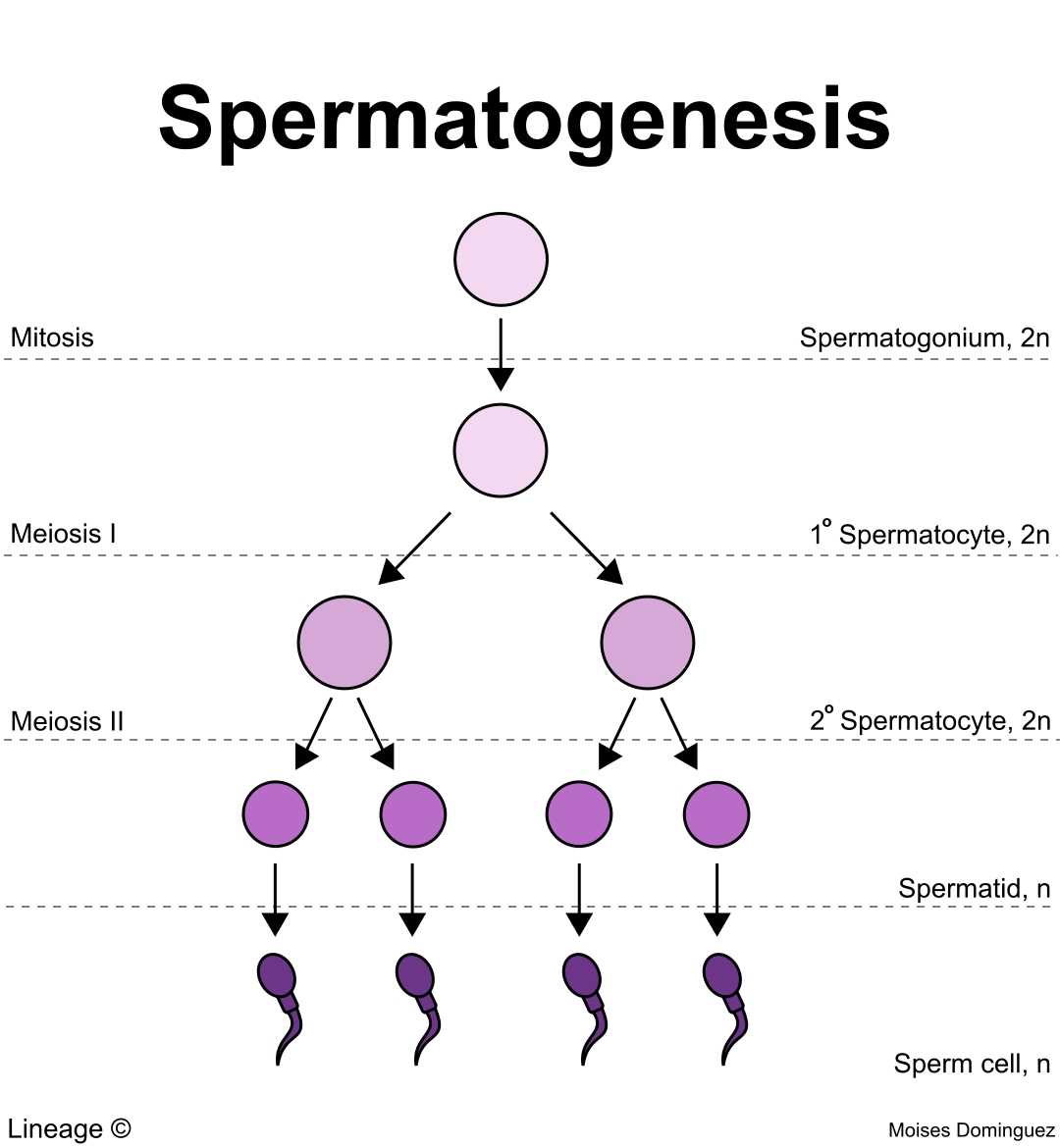 spermatogenesis schematic diagram