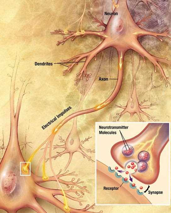 schematic diagram of a neuron