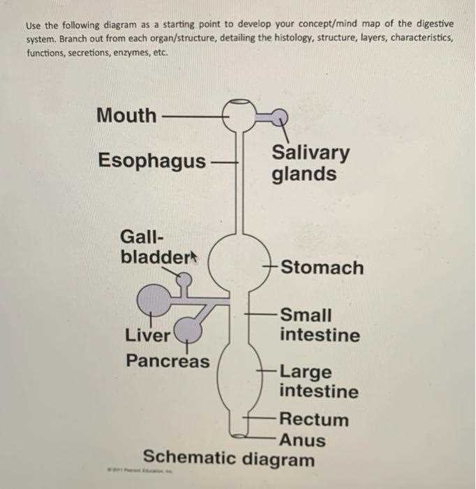 schematic diagram ofdigestive system