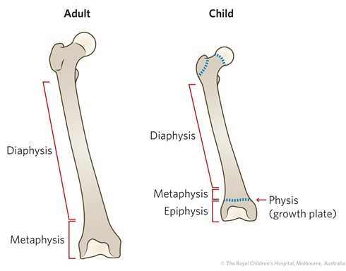 schematic diagram of mature long bone