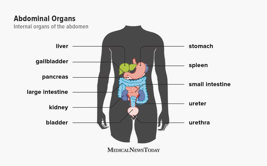 gastrointestinal diagram schematic diagram