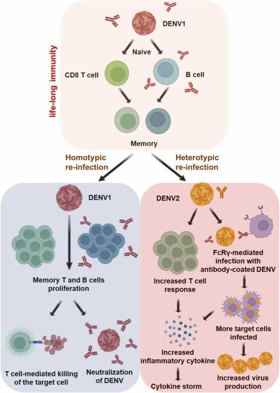 dengue pathophysiology schematic diagram