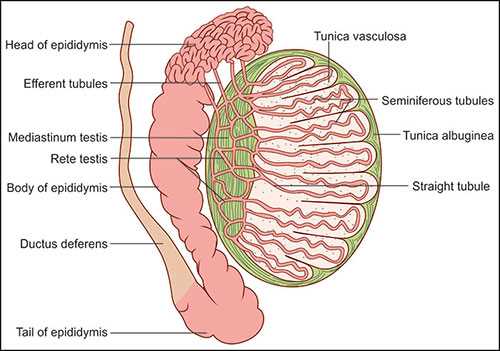 schematic diagram of male reproductive system