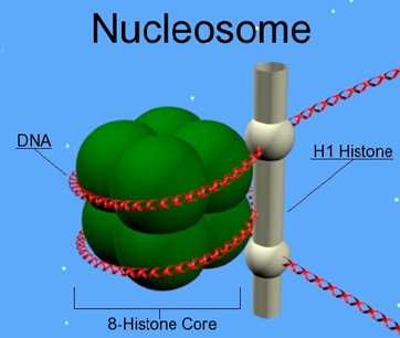 schematic diagram of nucleosome