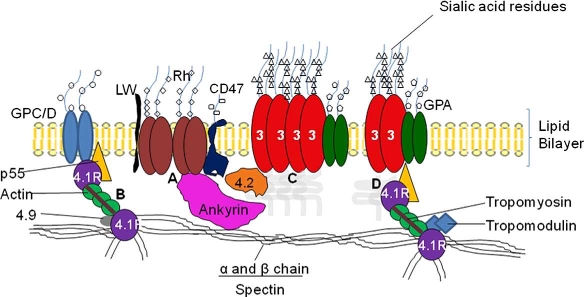 onstruct a schematic diagram of the red cell membrane