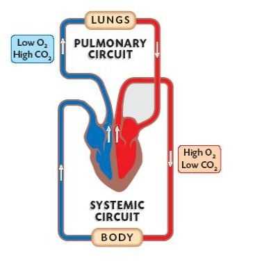 schematic diagram of pulmonary circulation