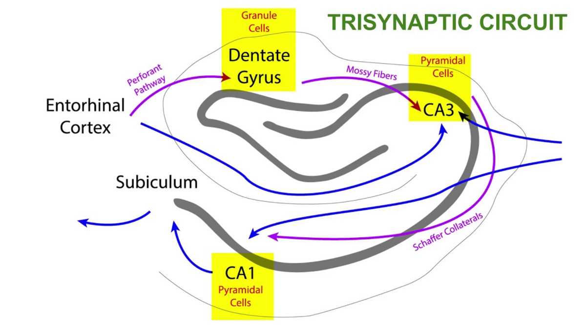 hippocampal circuit diagram