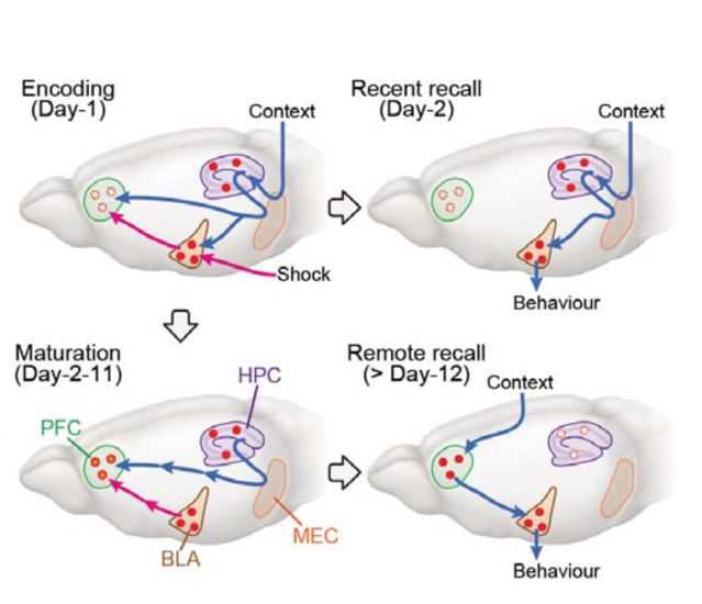 hippocampal circuit diagram