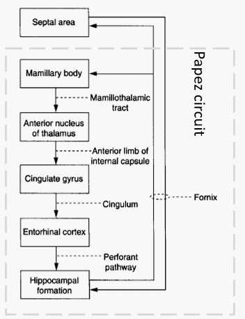hippocampal circuit diagram
