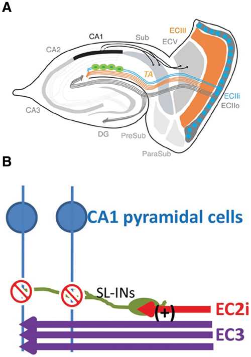 hippocampal circuit diagram