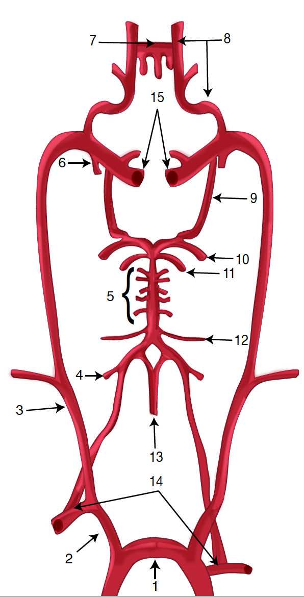 complete the schematic diagram of arterial blood distribution