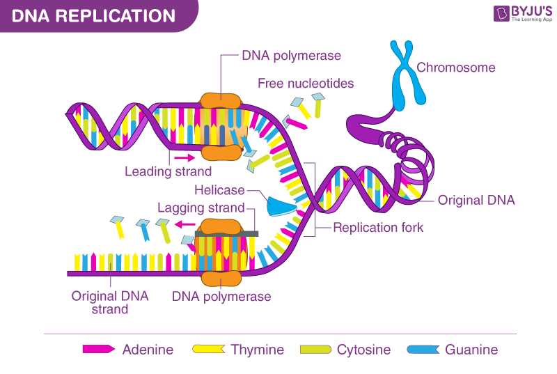 schematic diagram of dna