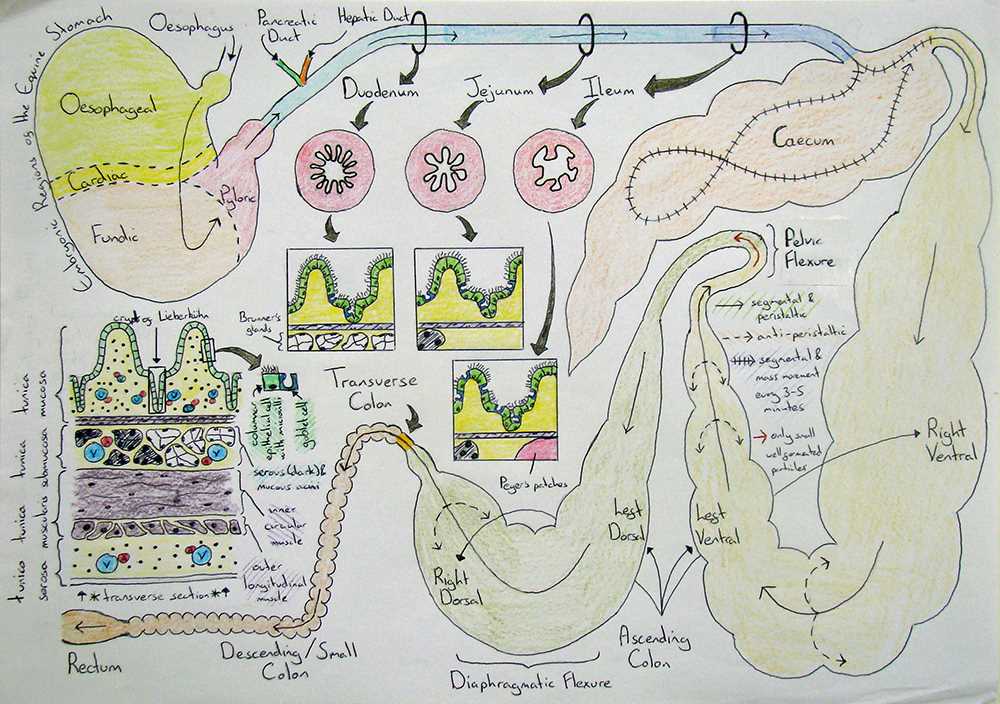 gastrointestinal diagram schematic diagram