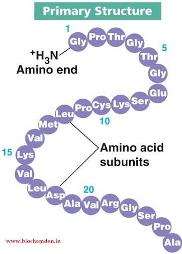 protein schematic diagram
