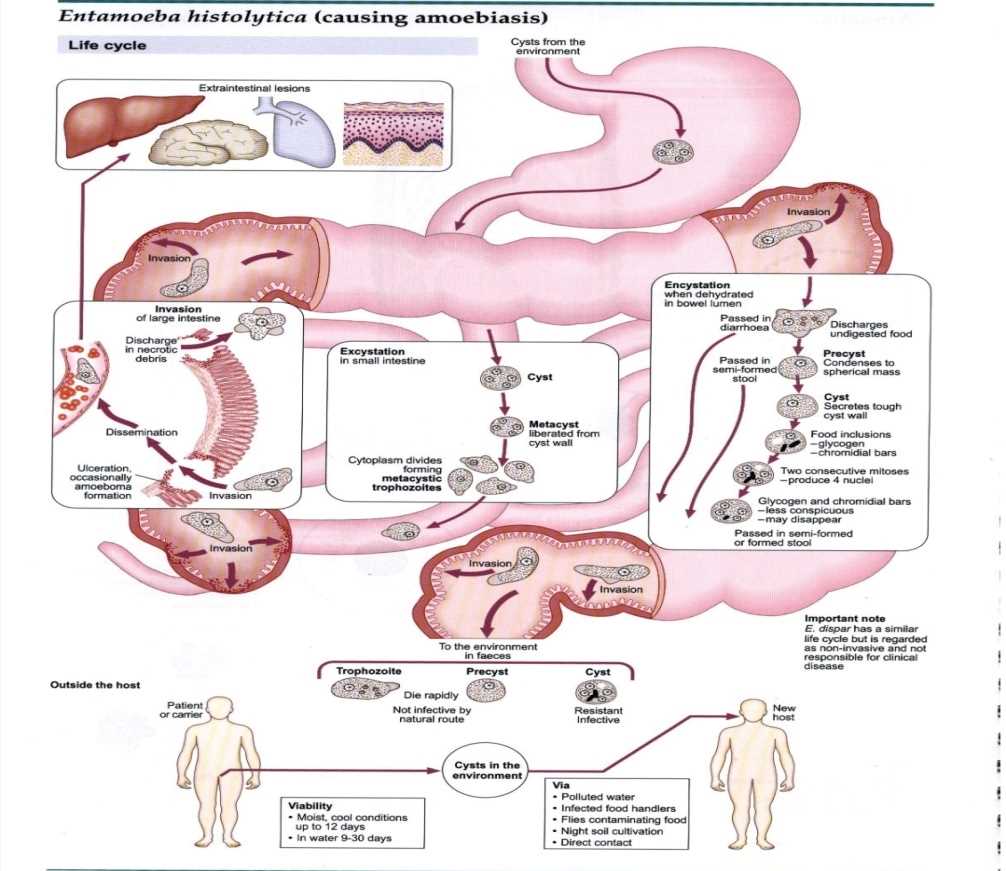 schematic diagram of entamoeba histolytica