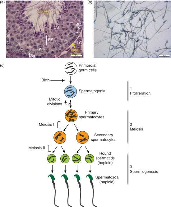 spermatogenesis schematic diagram