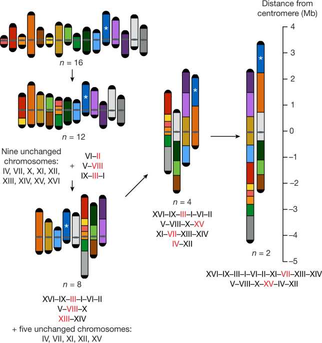 make a schematic diagram for the preparation of human karyotype
