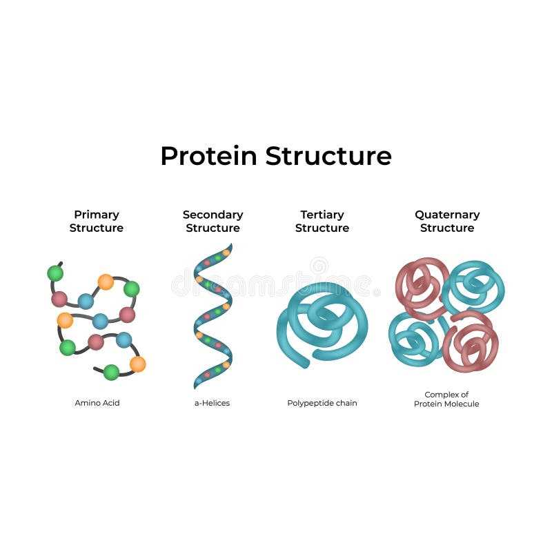 protein schematic diagram