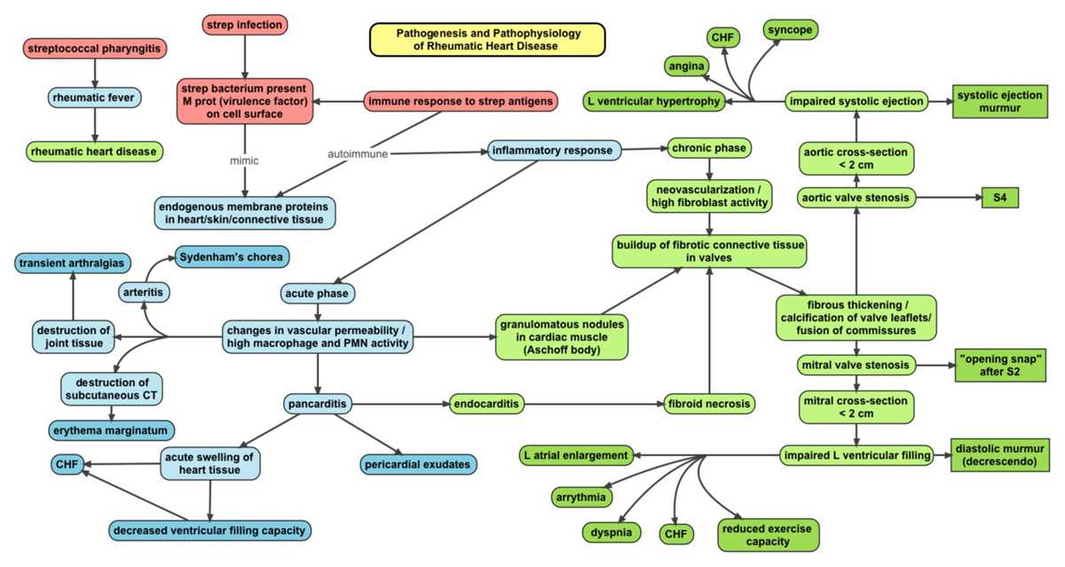 pathophysiology of rheumatic heart disease in schematic diagram