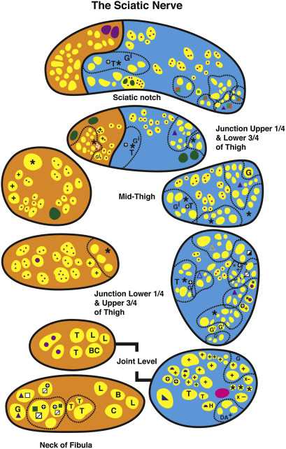 sciatic nerve schematic diagram