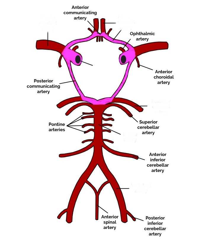 circle of willis schematic diagram