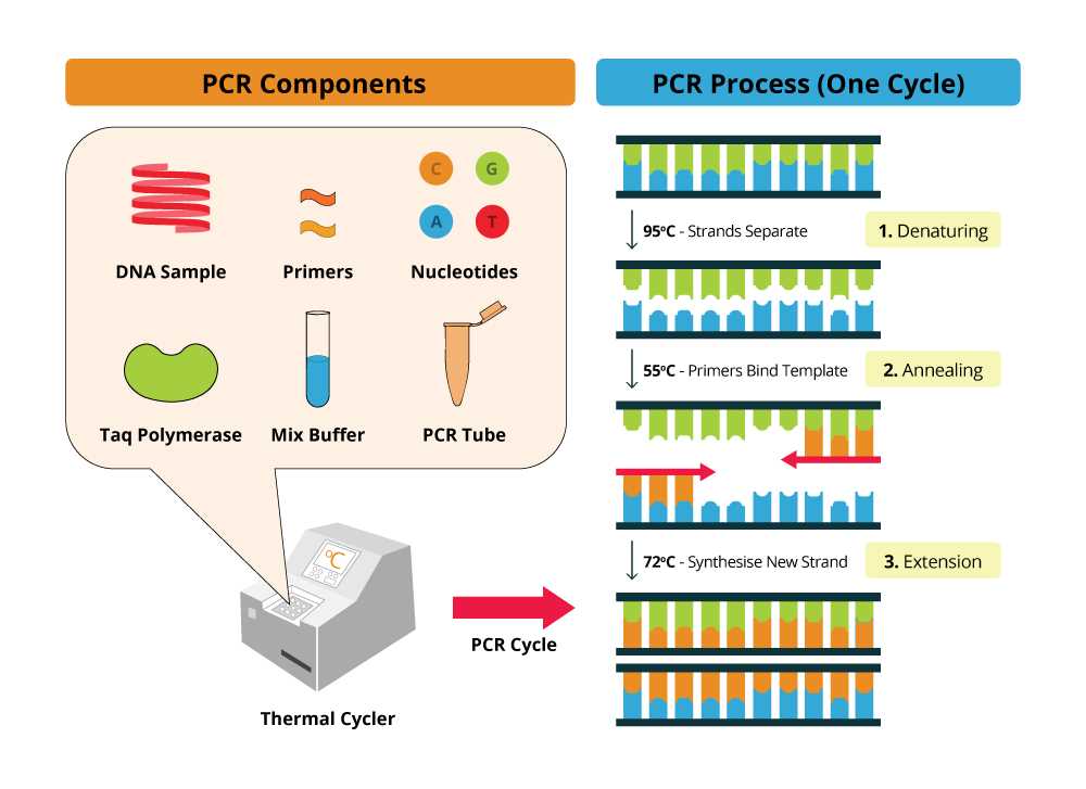 pcr schematic diagram
